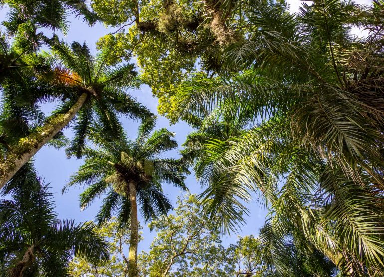 Palmentuin Paramaribo