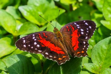 Bergendal Suriname feature