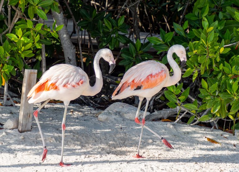 Renaissance Island Aruba