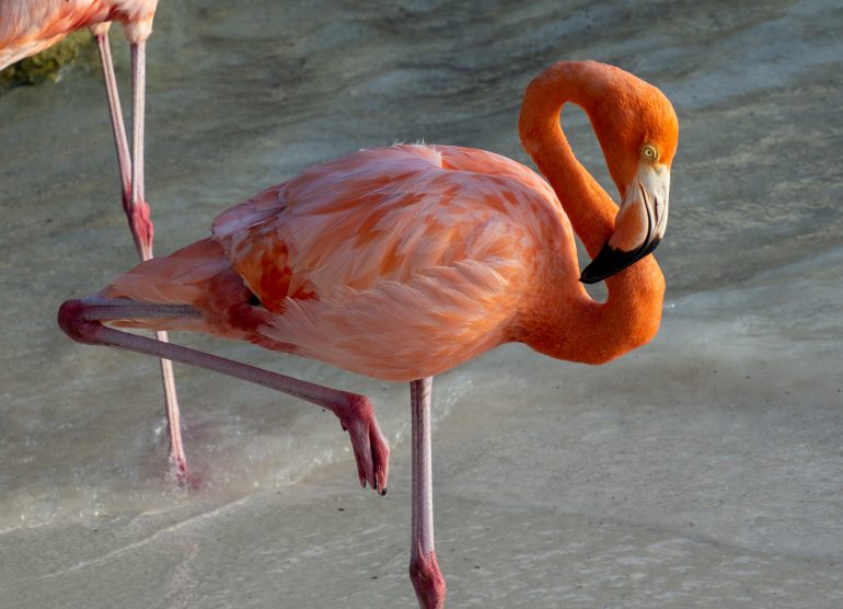 Renaissance Island Aruba