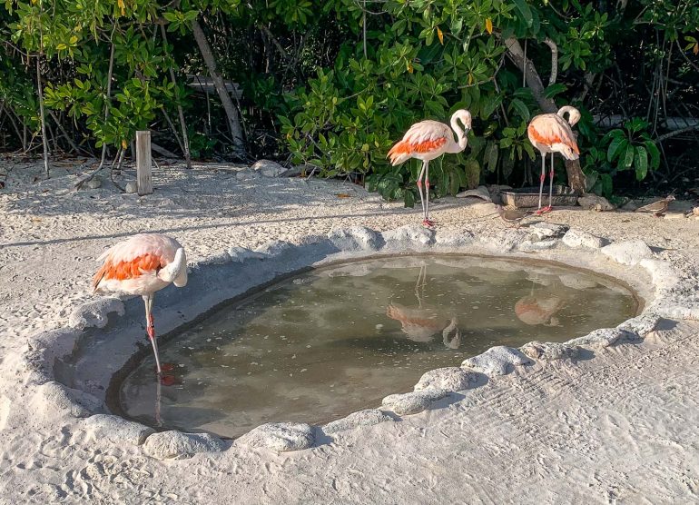 Renaissance Island Aruba