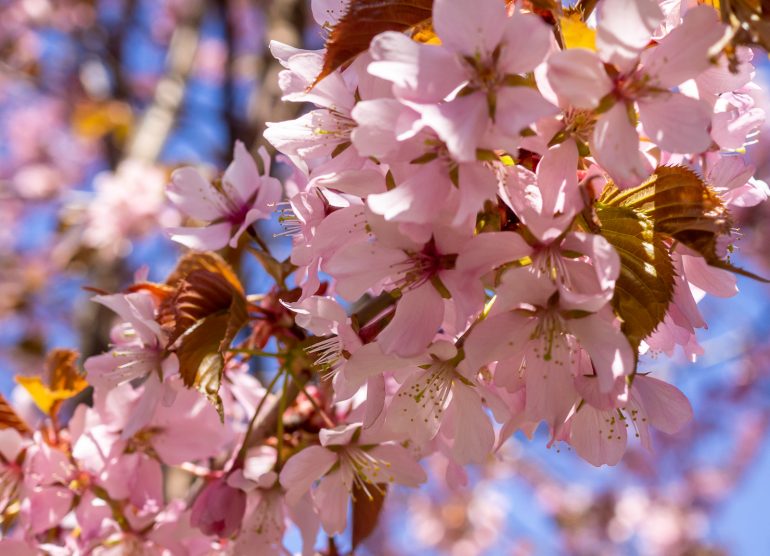 Kirsikkapuita Hietaniemi Kirsikankukkia