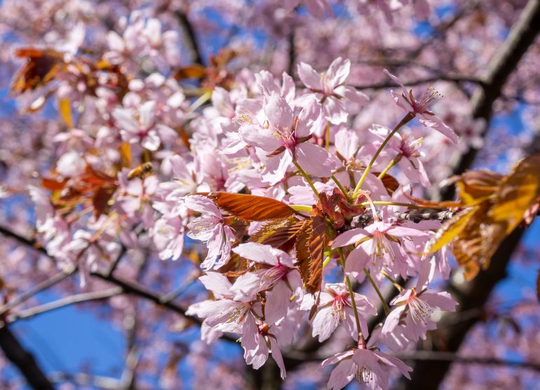 Kirsikkapuita Hietaniemi Kirsikankukkia