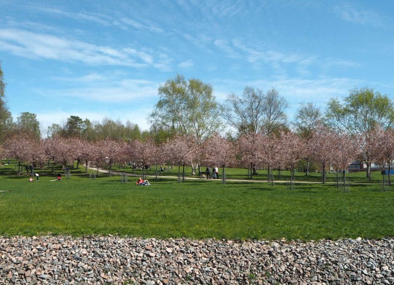 Roihuvuoren kirsikkapuisto Kirsikankukkia