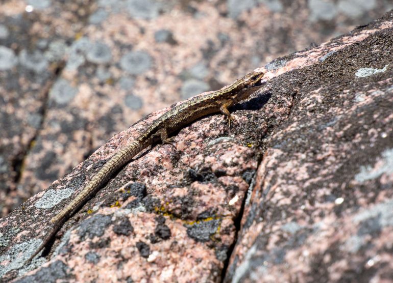 Tulliniemi Suomen eteläisin piste