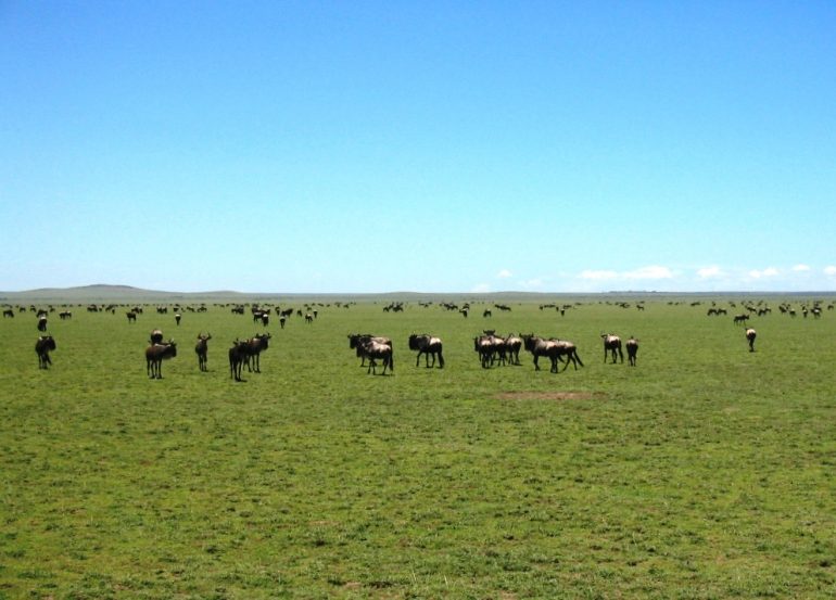 Eläinlaumoja Tansania