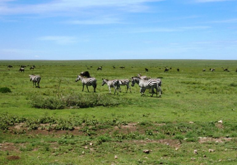 Eläinlaumoja Tansania