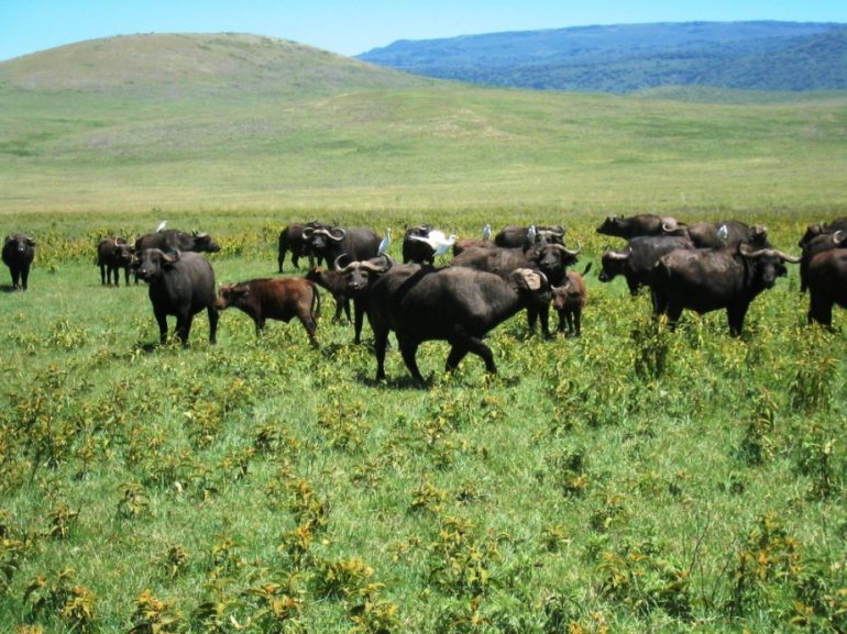 Ngorongoro Tansania