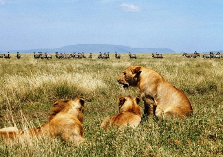 Serengeti leijonat