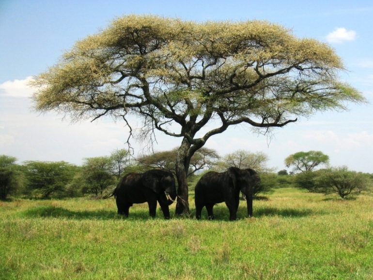 Tarangire norsuja kohteena Serengeti