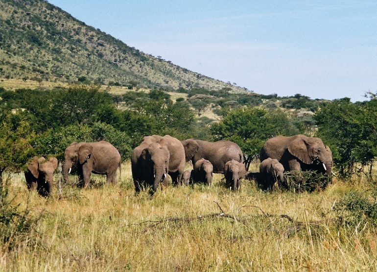 norsuja tansania Serengeti