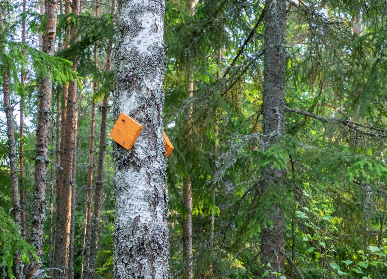 Matildankierros Teijo