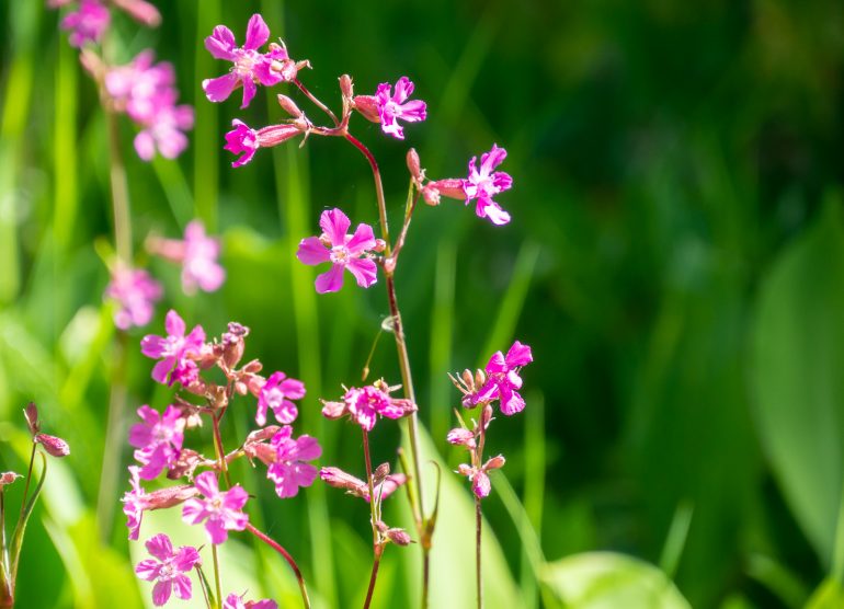 Paavolan luontopolku