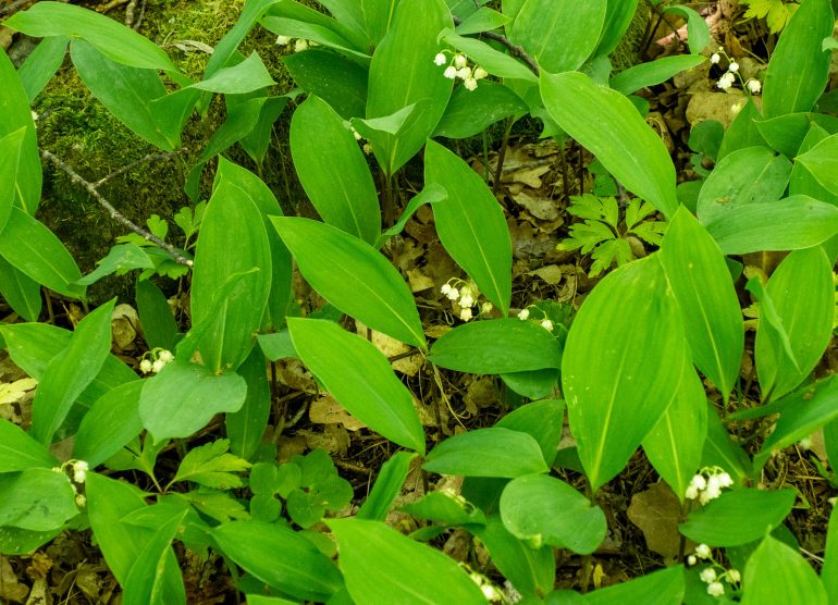 Paavolan luontopolku