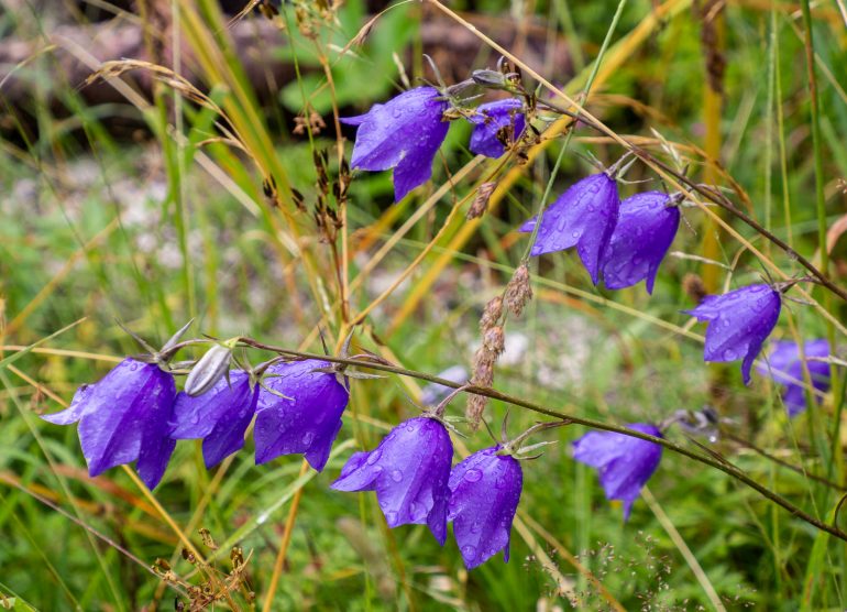 Herröskatan Päivä Ahvenanmaalla