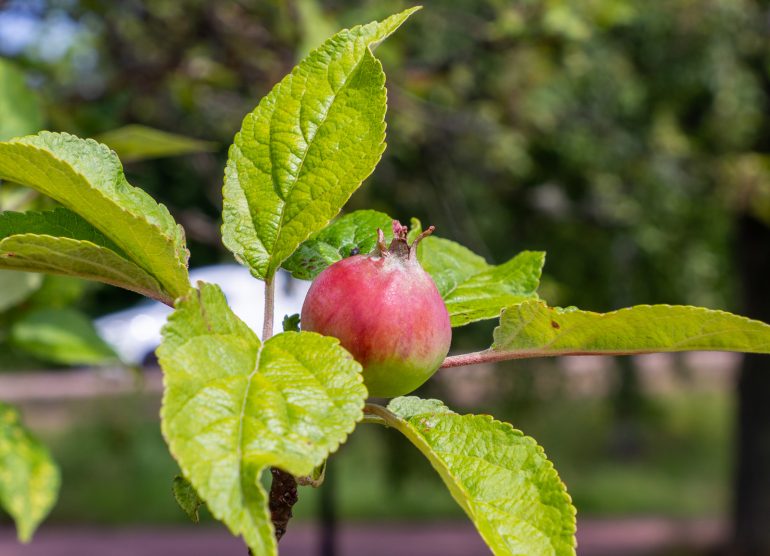 Amalian limonaditehdas