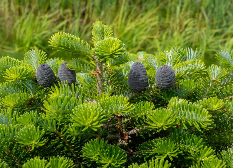 Senses Lemland Päivä Ahvenanmaalla
