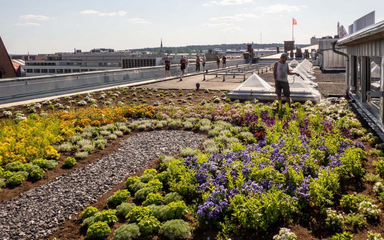 Kattopuutarha Finlayson