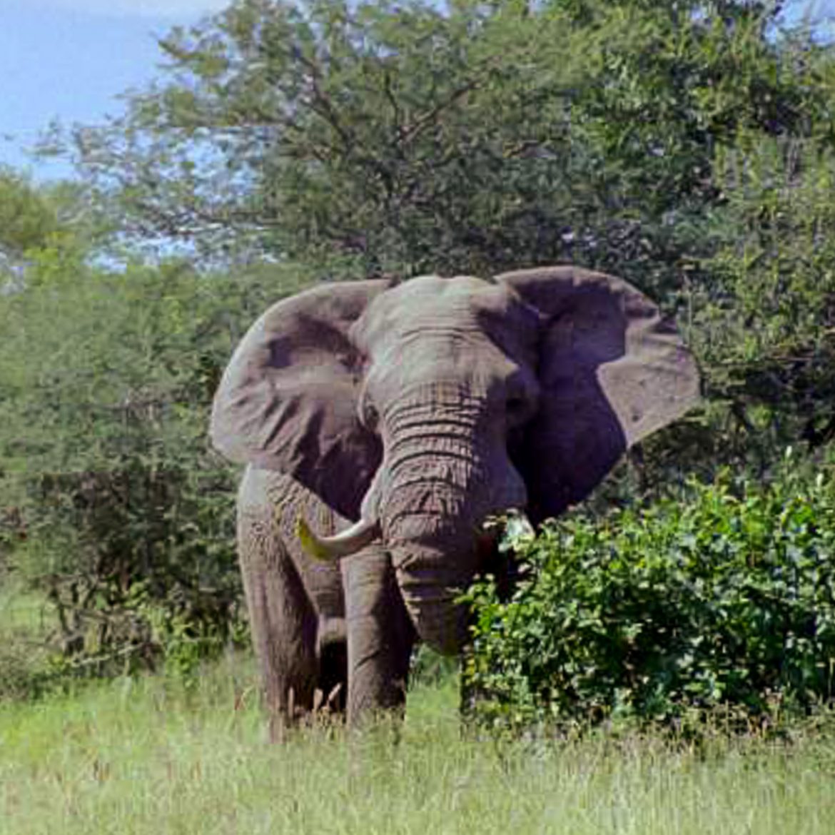 Etelä-Amerikka 1998 Maat 17-32