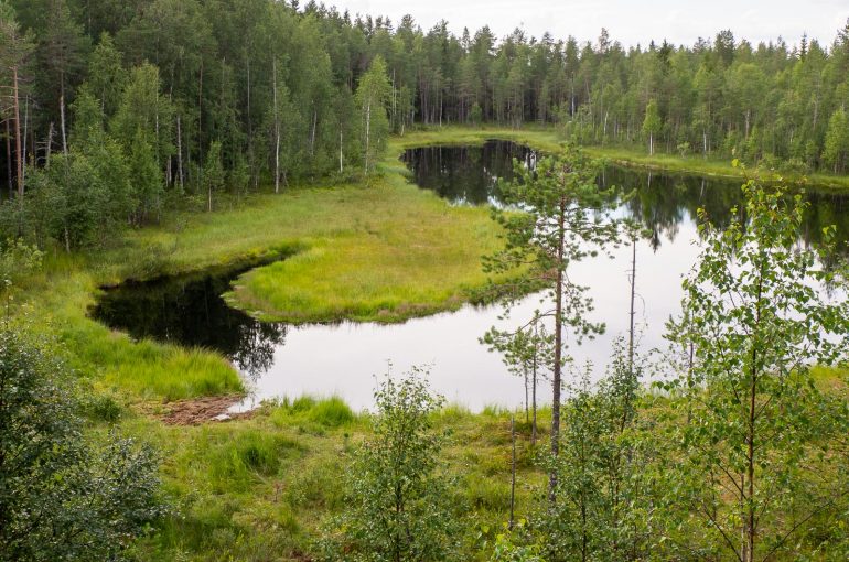Karhuja Suomen luonnossa