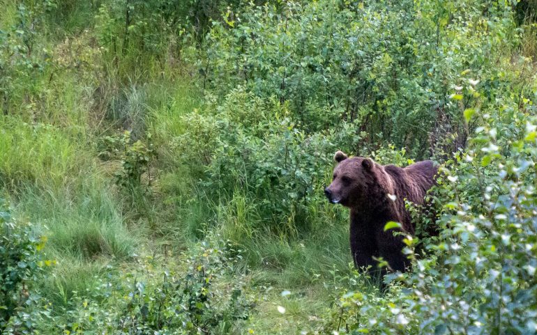 Karhuja Suomen luonnossa