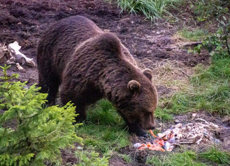 Karhuja Suomen luonnossa