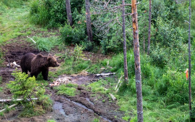 Karhuja Suomen luonnossa