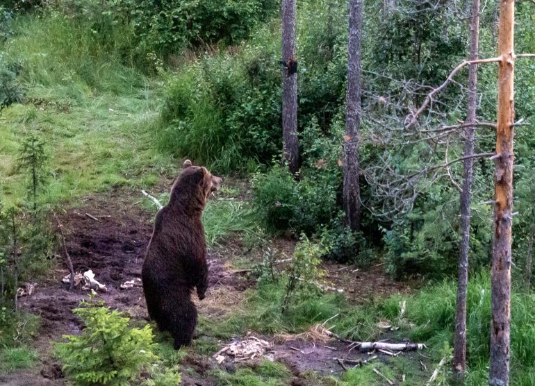 Karhuja Suomen luonnossa