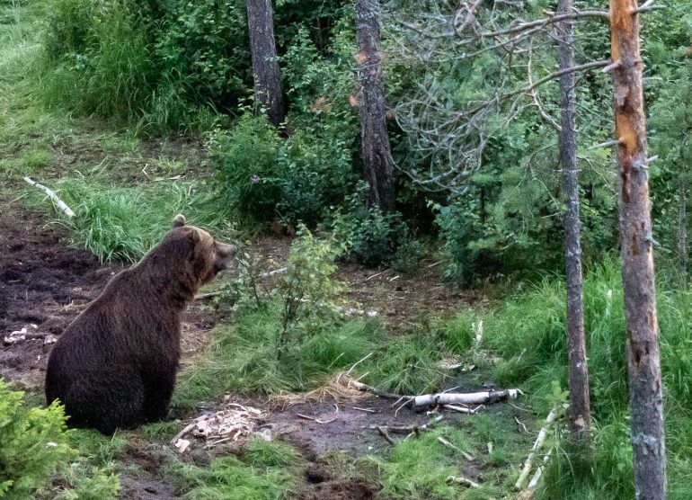 Karhuja Suomen luonnossa