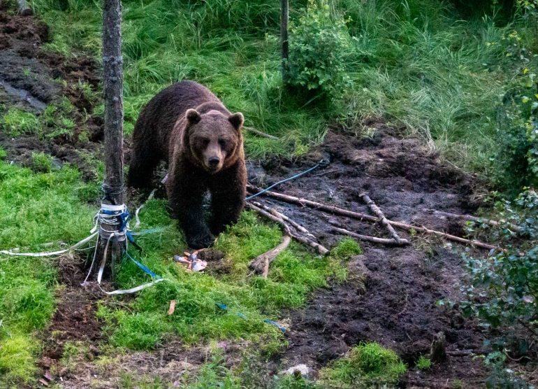 Karhuja Suomen luonnossa