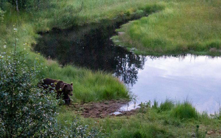 Karhuja Suomen luonnossa