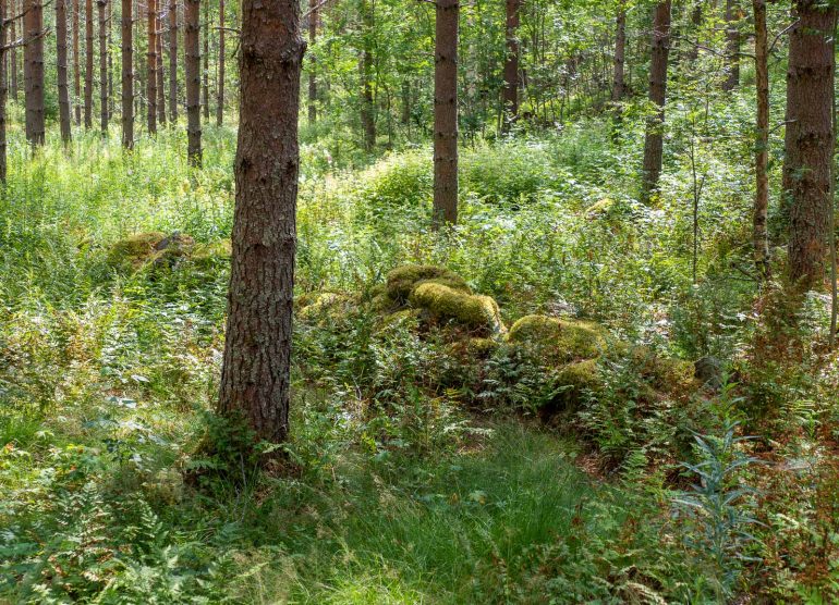 Kohtavaara Nurmes luontoa ja luksusta