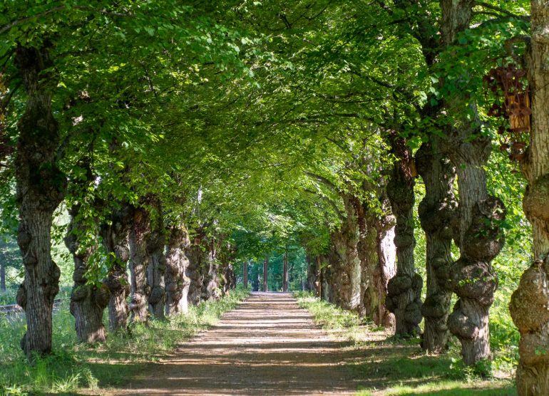 Aseman taidelaituri Punkaharju