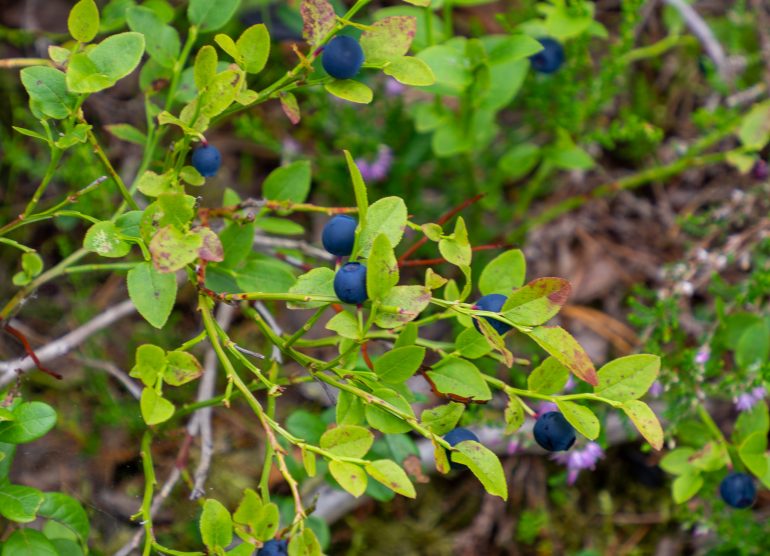 Kohtavaara Nurmes luontoa ja luksusta
