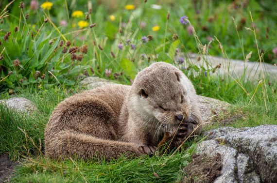 Saukko Atlanterhavsparken Ålesund