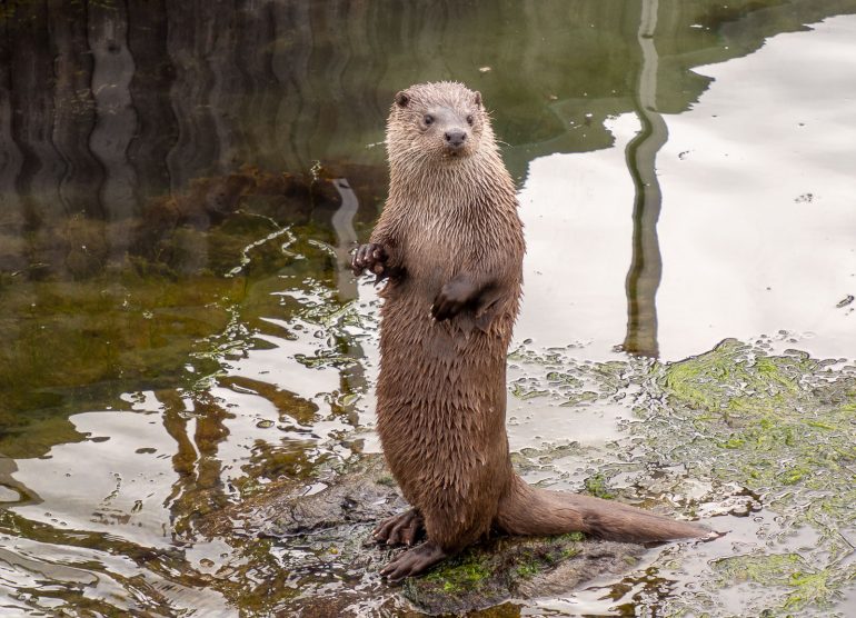 Saukko Atlanterhavsparken