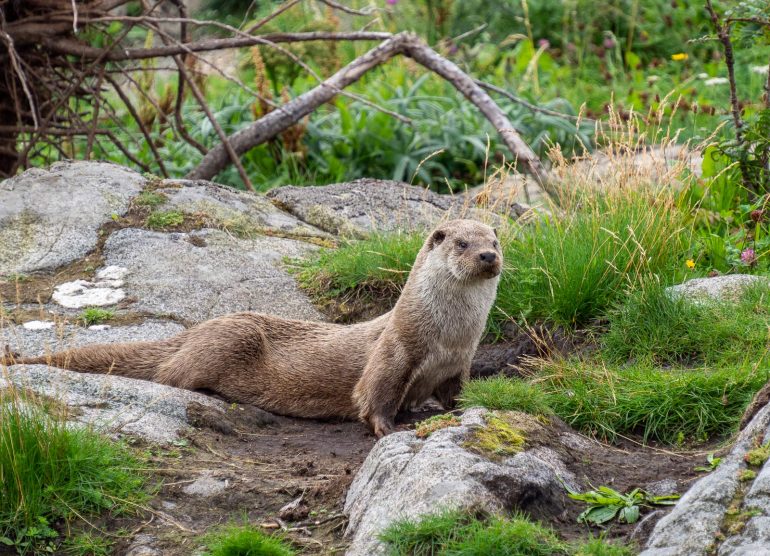 Saukko Atlanterhavsparken
