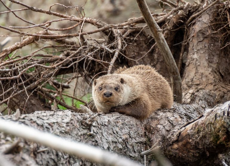 Saukko Atlanterhavsparken Ålesund