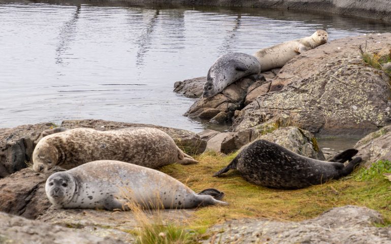 Hylje Atlanterhavsparken Ålesund