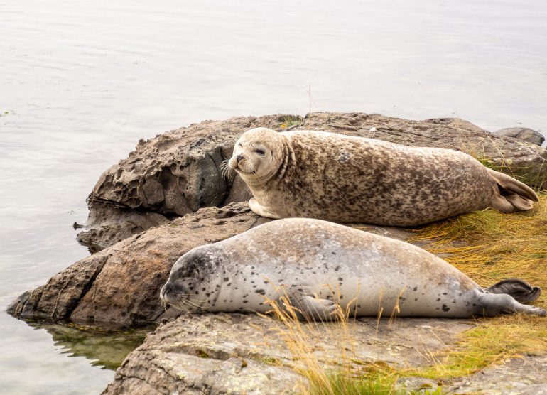 Hylje Atlanterhavsparken