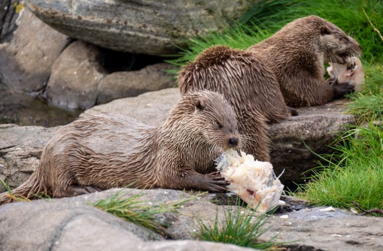 Saukko Atlanterhavsparken Ålesund