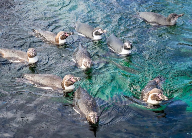 Pingviinit Atlanterhavsparken