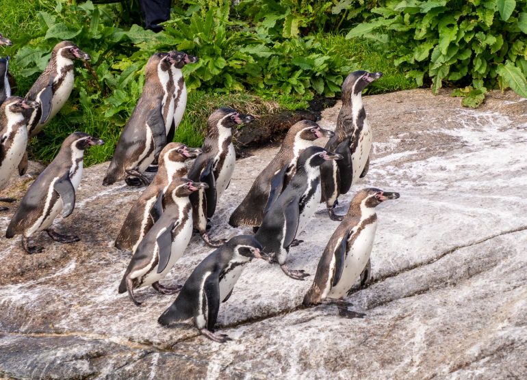 Pingviinit Atlanterhavsparken Ålesund