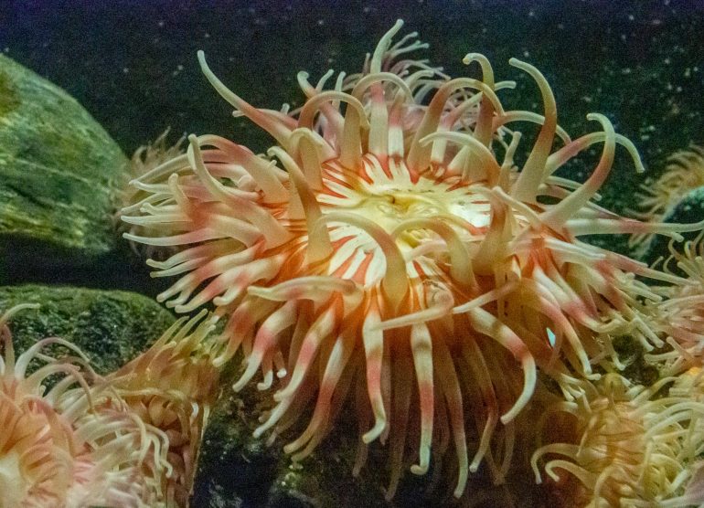 Atlanterhavsparken Ålesund