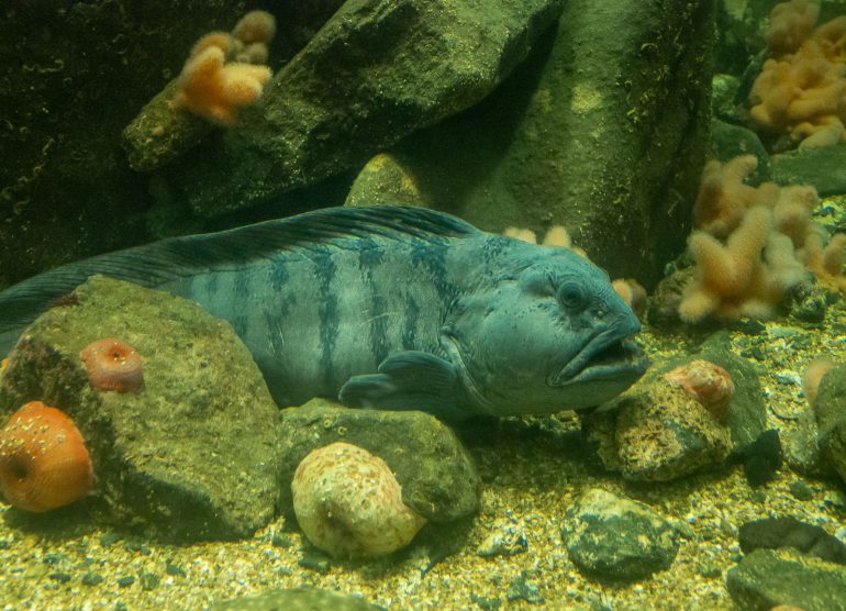 Atlanterhavsparken Ålesund