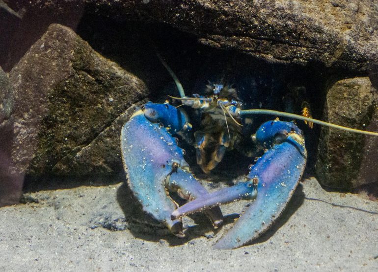 Atlanterhavsparken Ålesund