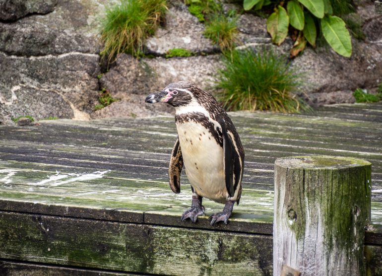 Pingviinit Atlanterhavsparken