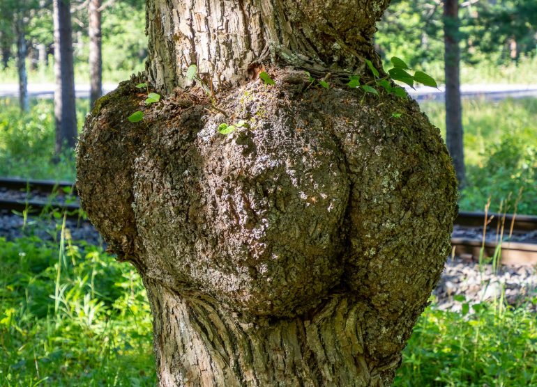 Aseman taidelaituri Punkaharju