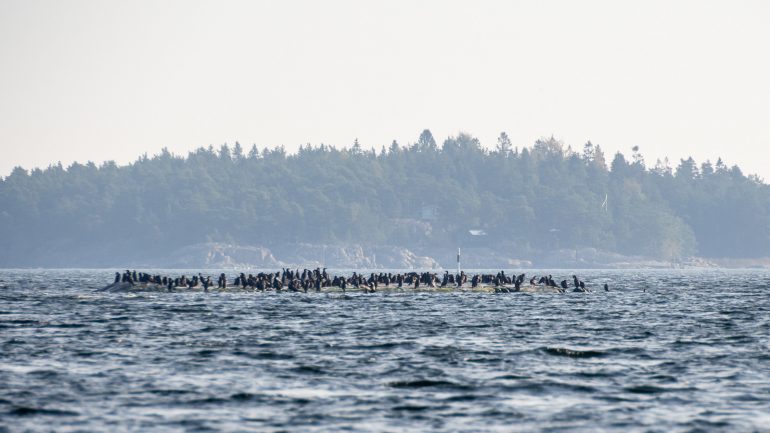 Tammisaaren saariston kansallispuisto