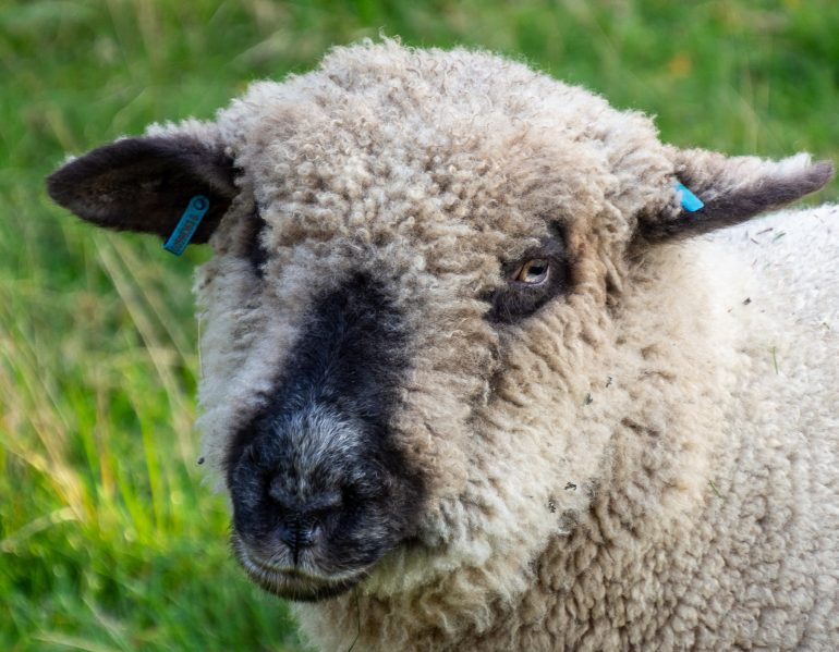 Tammisaaren saariston kansallispuisto Rödjan